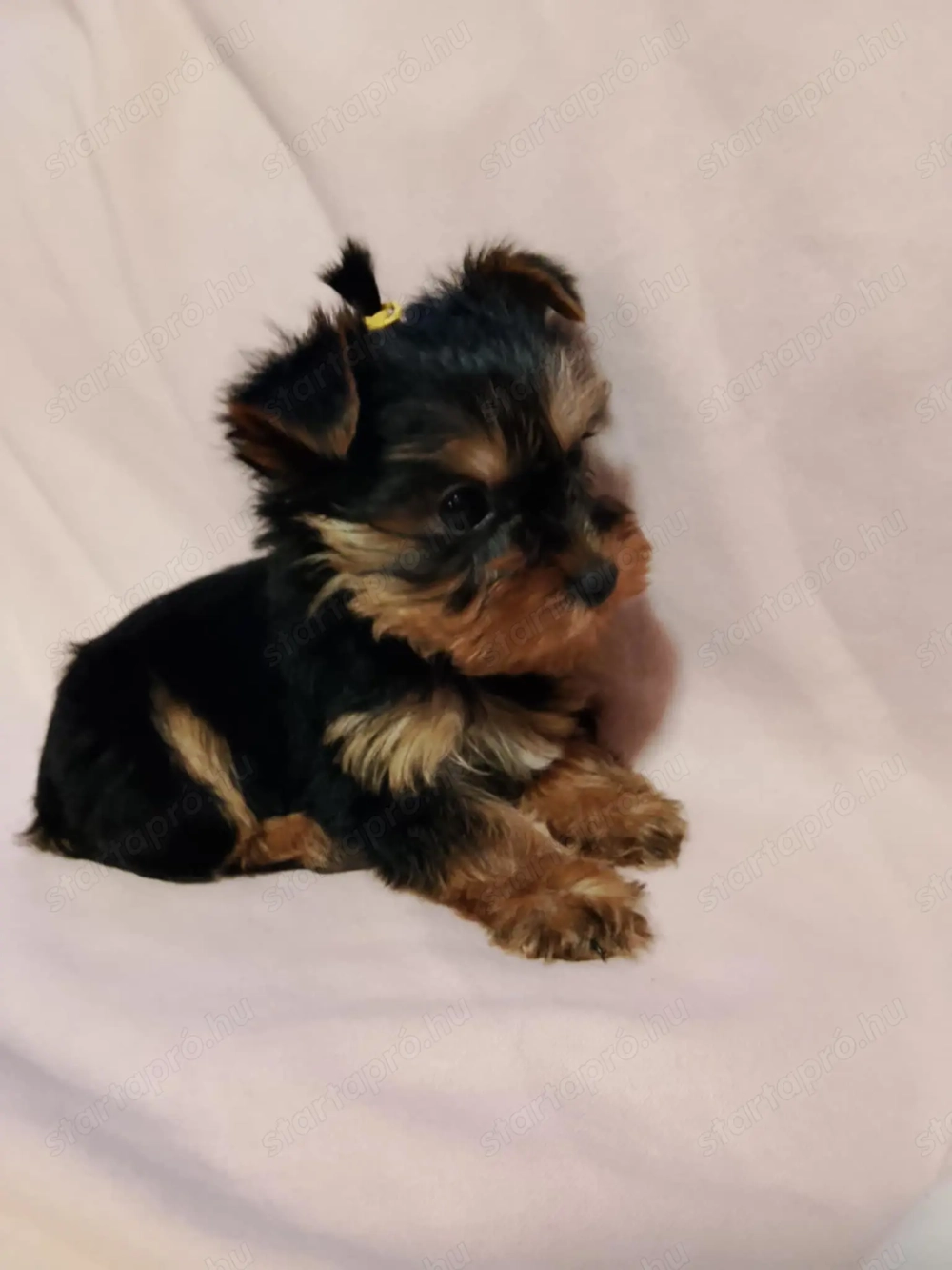 Yorkshire terrier