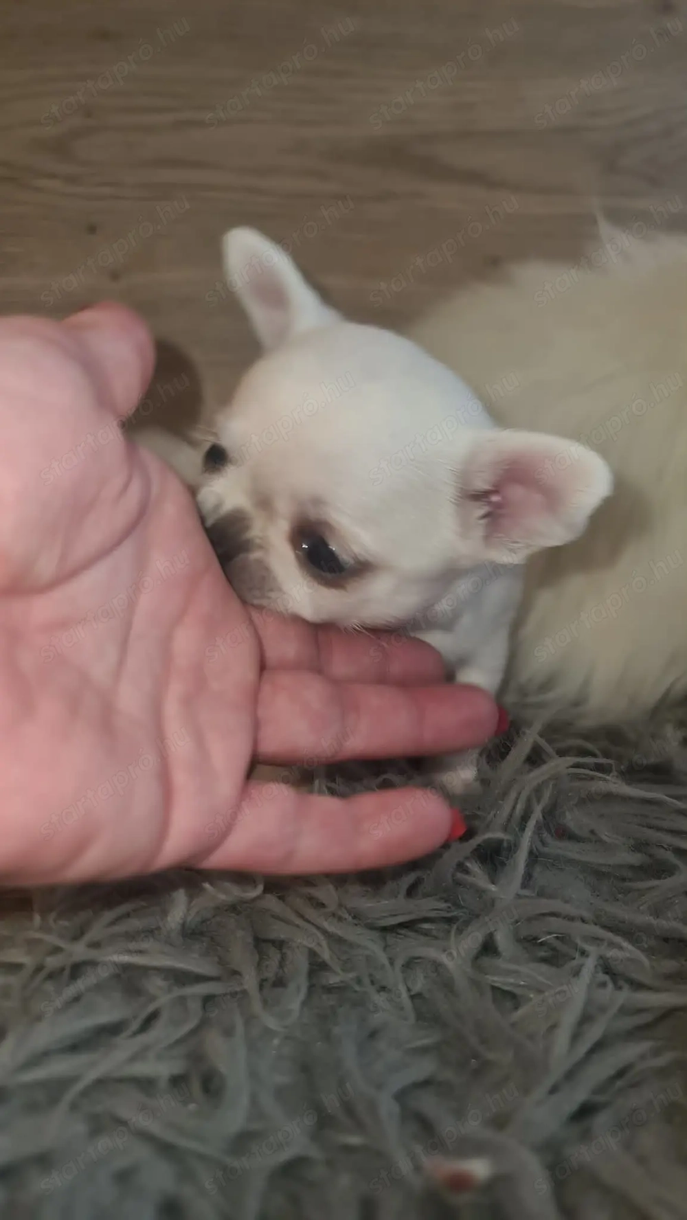 Tüneményes kéthónapos csivava kislány  eladó.