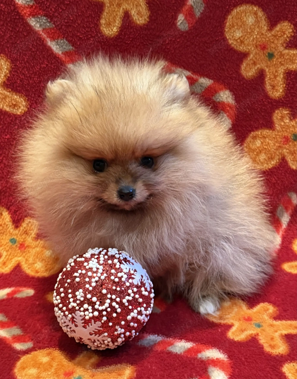 Pomerániai törpe spitz