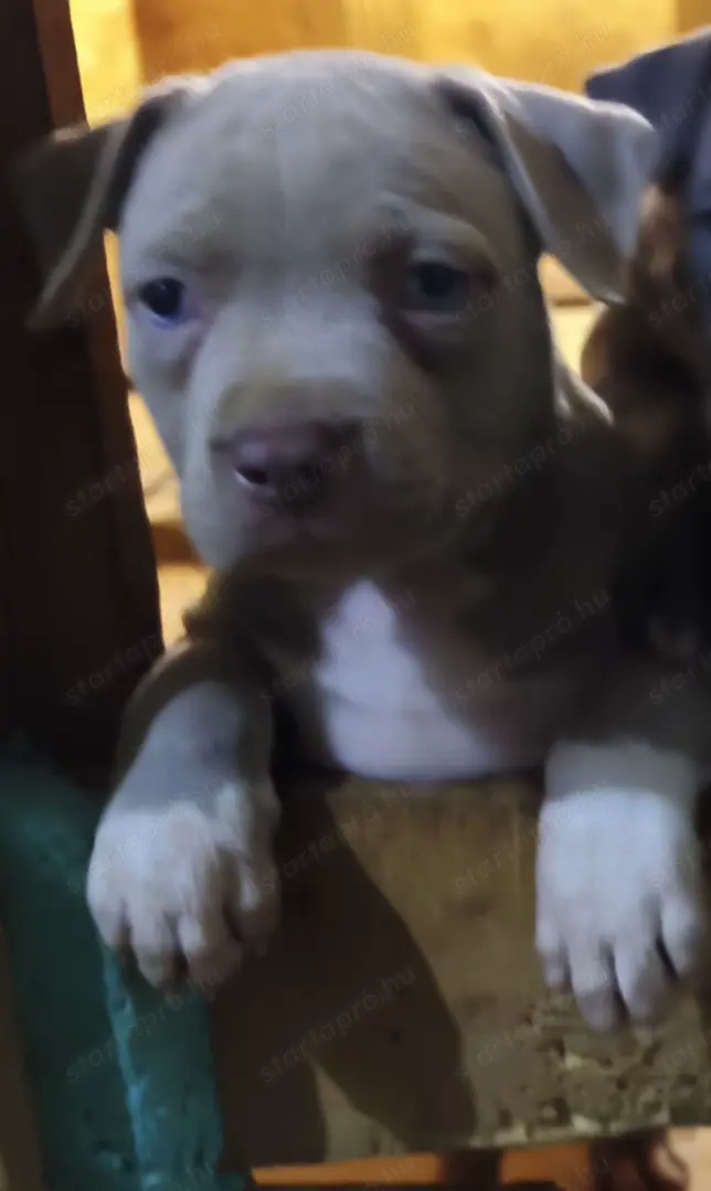 Gyönyörű, egészséges. Kis kutyák. Eladók. 