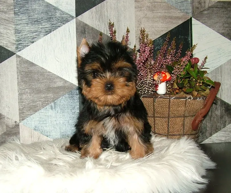Yorkshire terrier pici méretű, minőségi babák