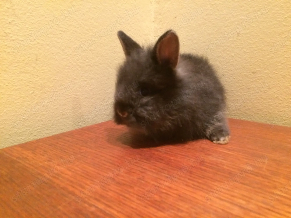 Oroszlánfejű törpenyúl kisnyúl