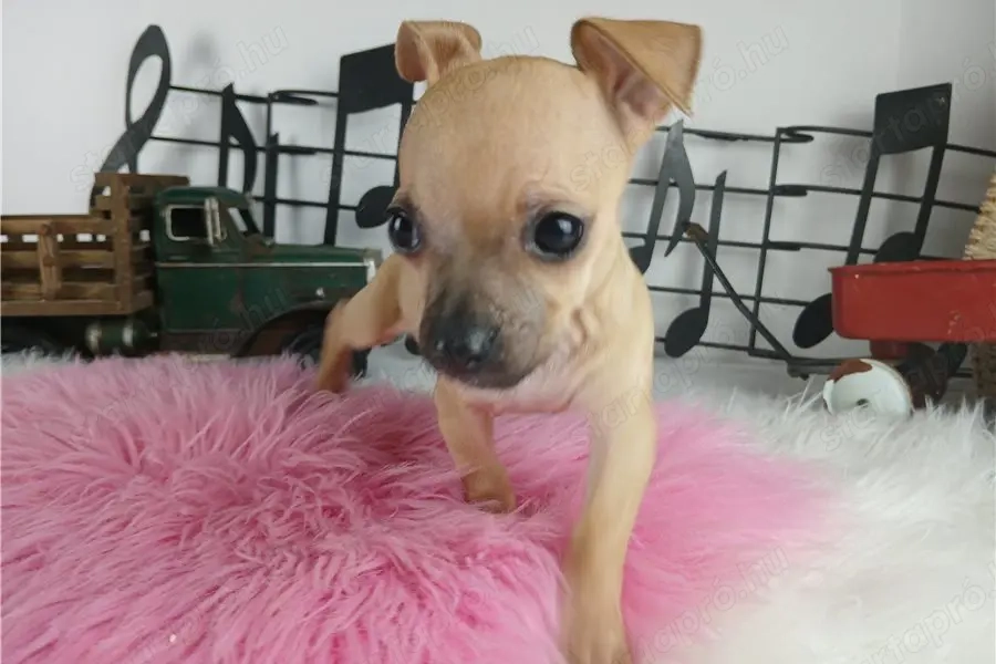 Csivava kutya fajtiszta