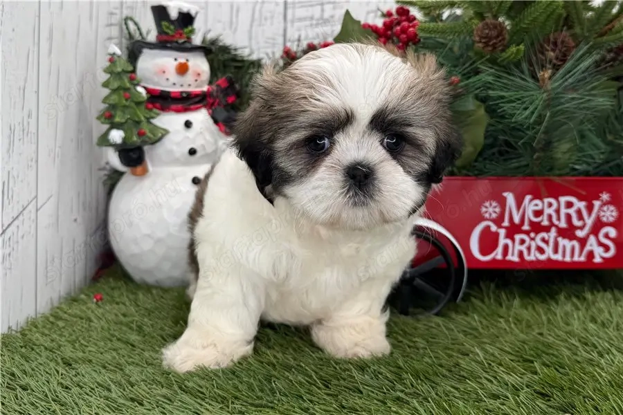 Shih tzu kiskutya