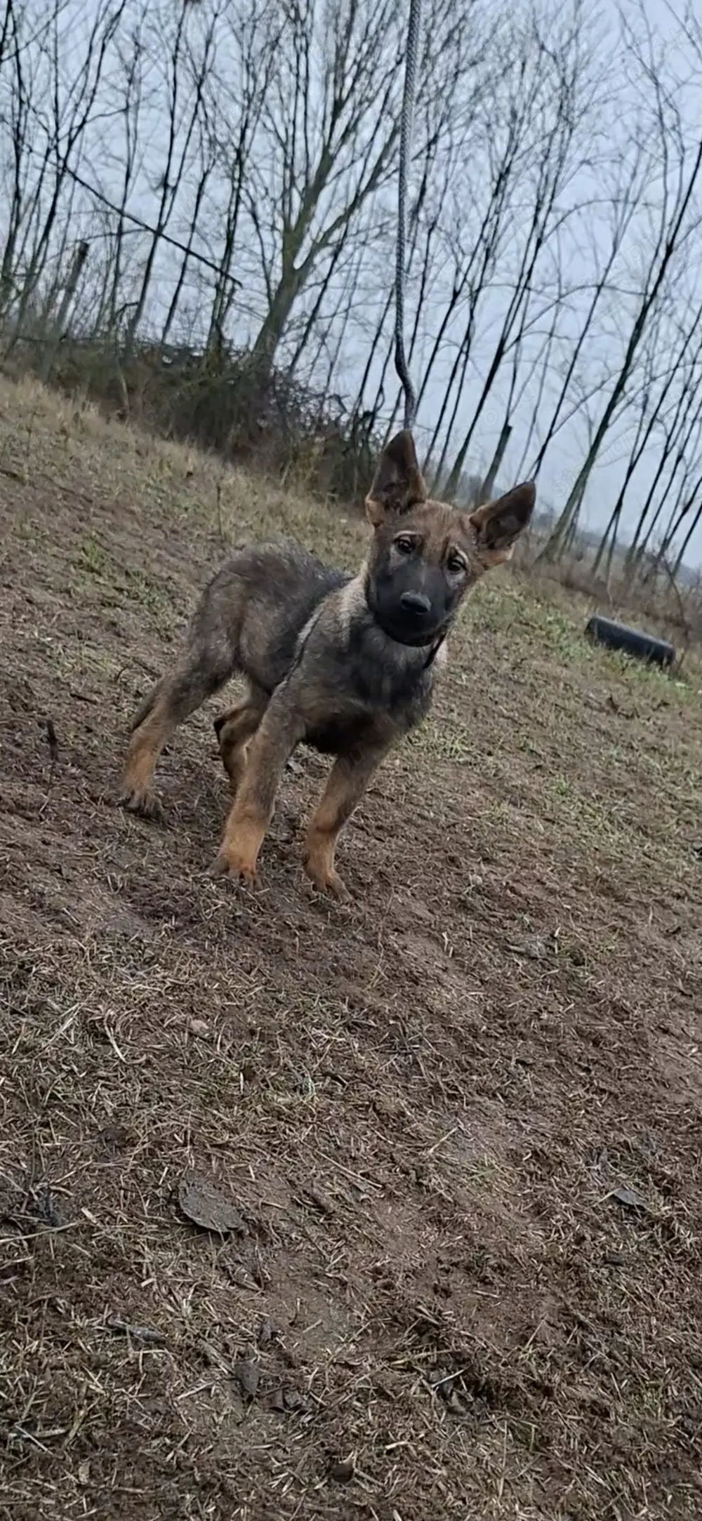 Német juhász belga mali mix kan kölyök kiskutya eládó