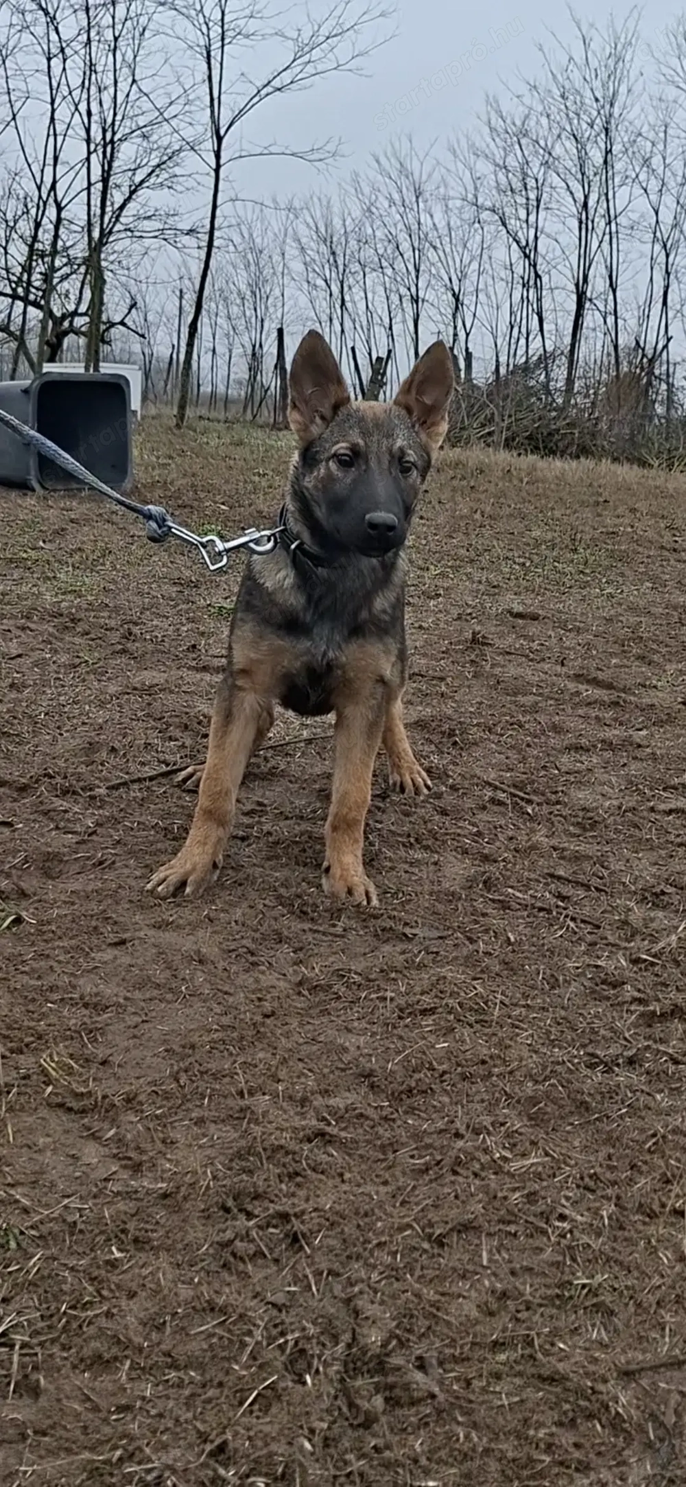 Német juhász belga mali mix szuka kólyök kiskutya eladó
