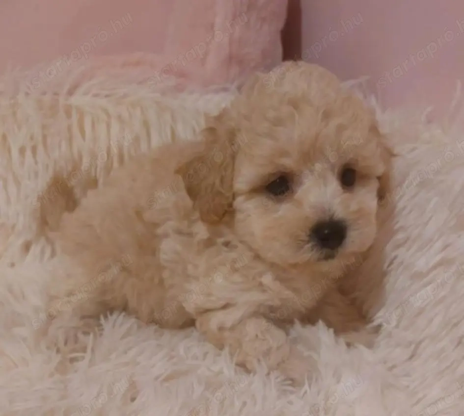 Törpe uszk r kiskuty k