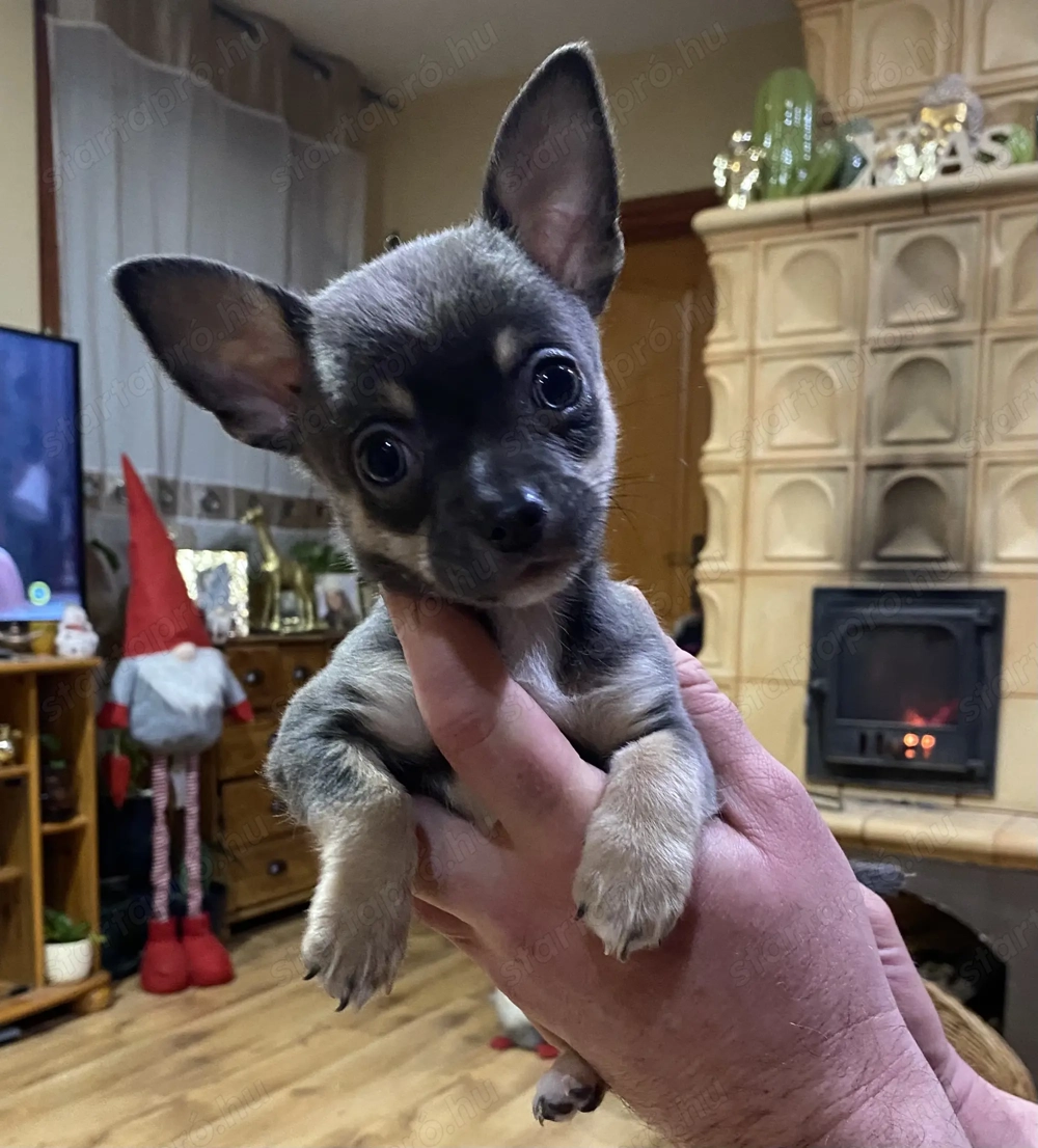 Eladó pici méretű csivava