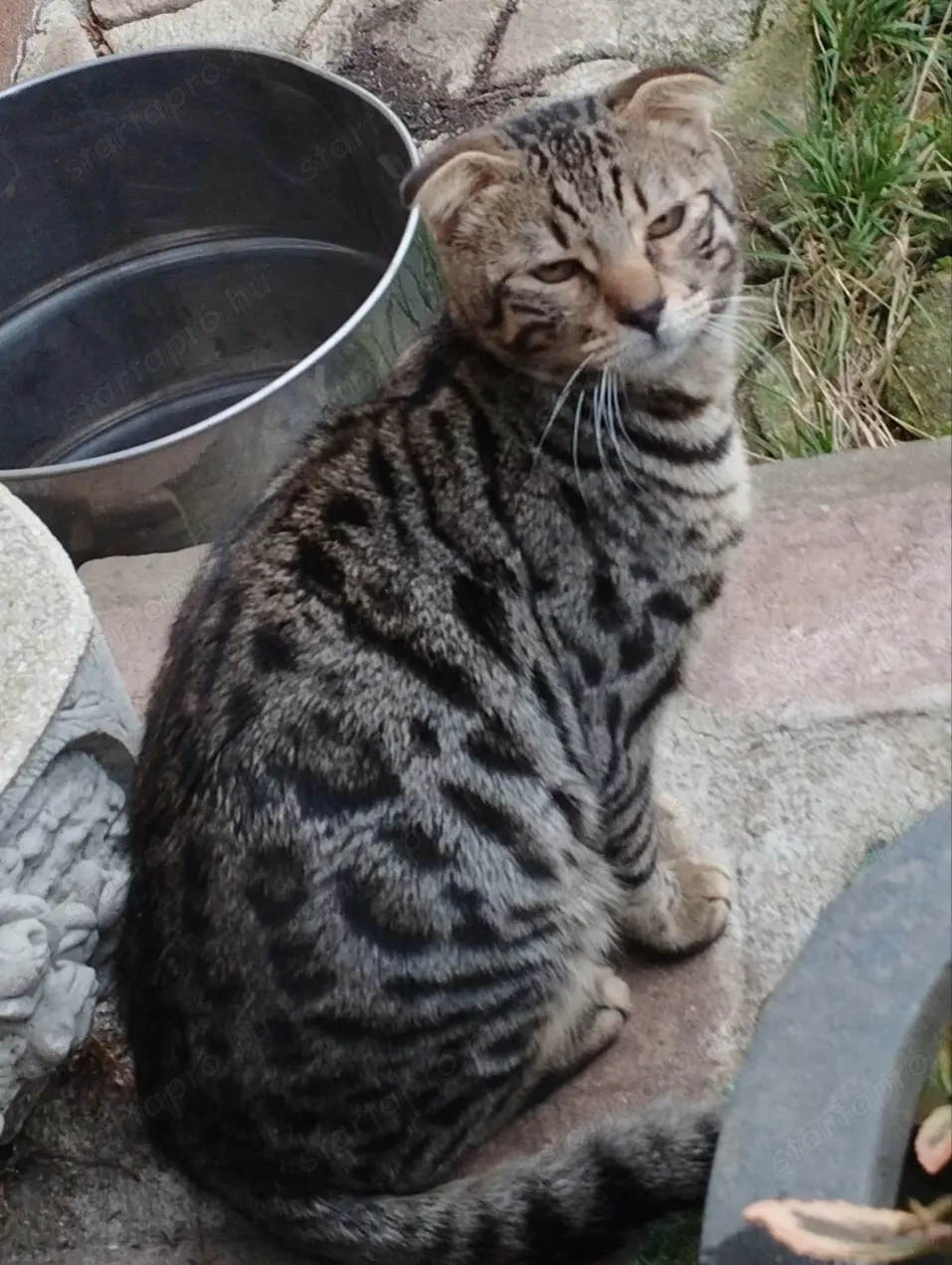 Skót lógófülű cica 