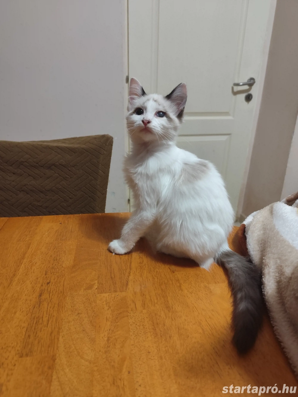 ragdoll fiú elvihető 