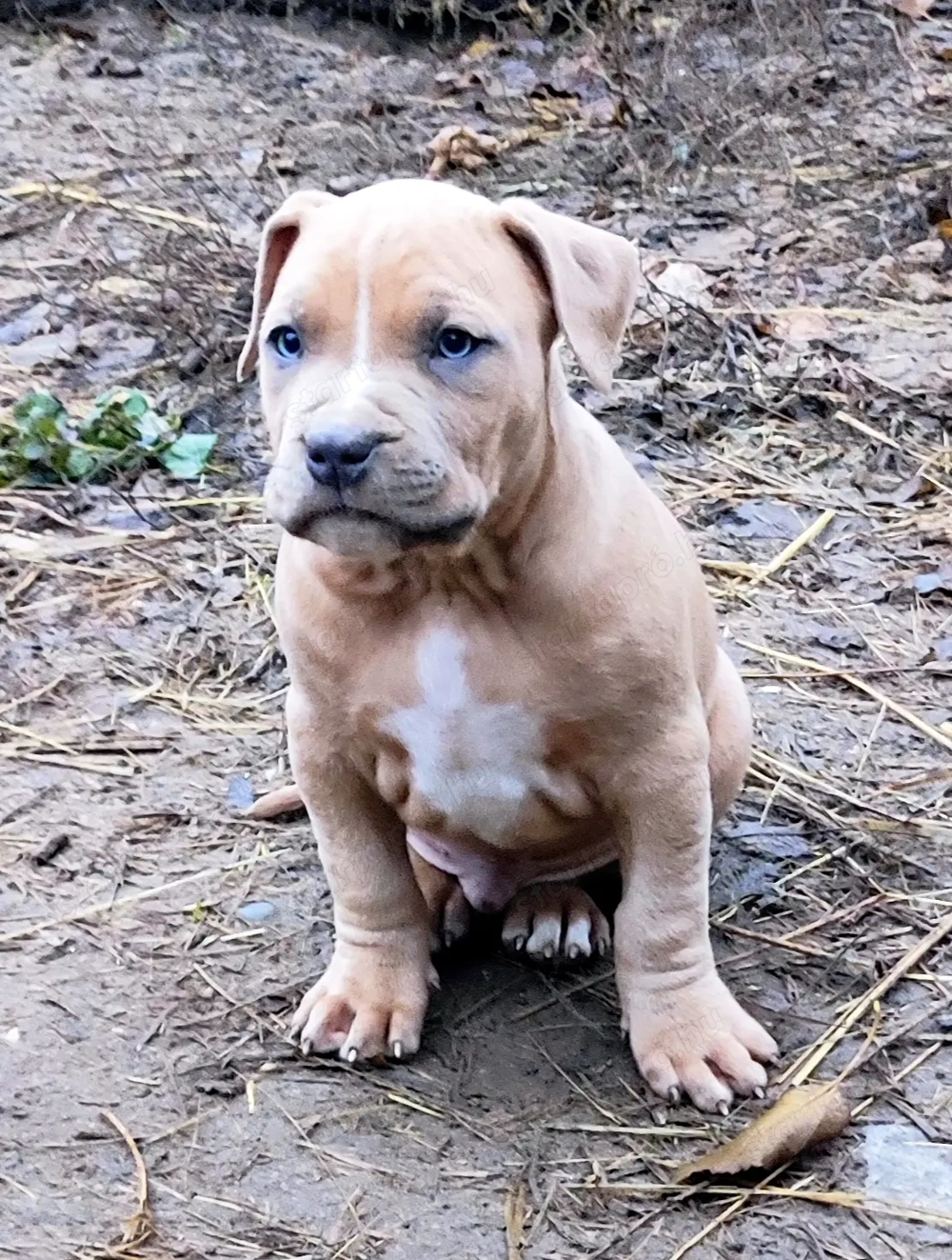 XL American Bully k k színű kölykök eladók