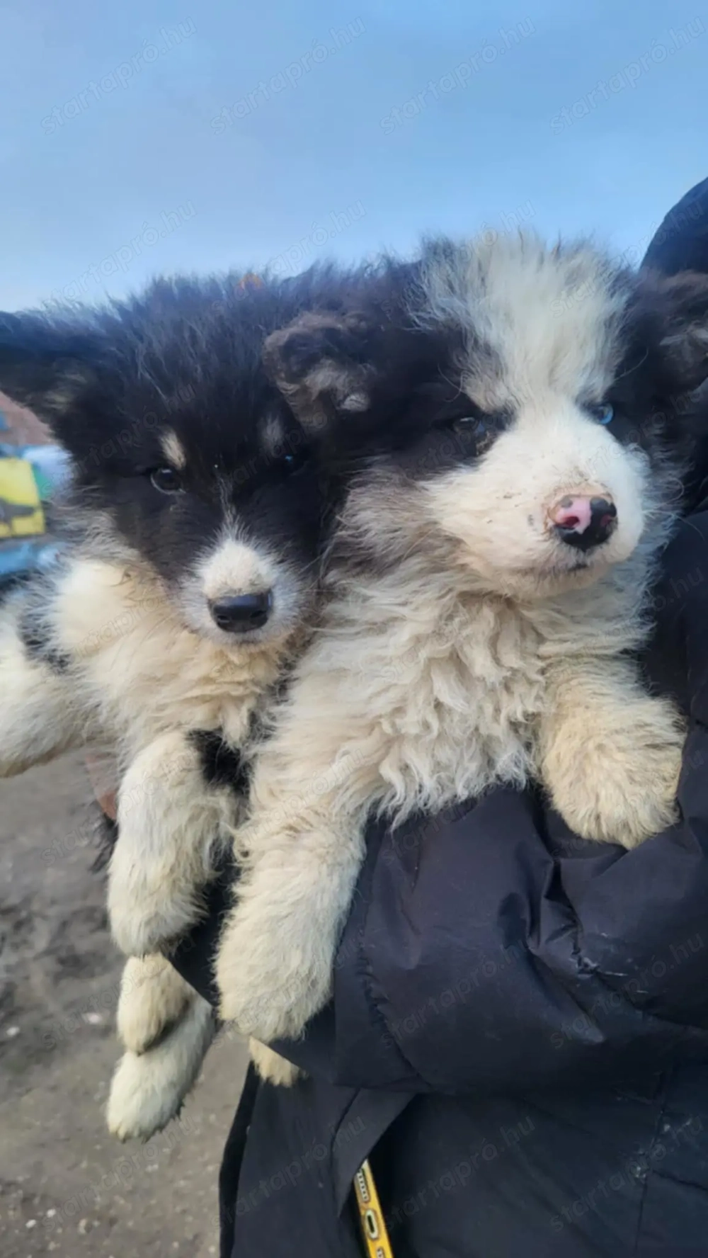 Még egykisfiú border collie