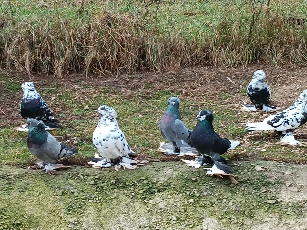 Eladó Magyar óriás galamb!