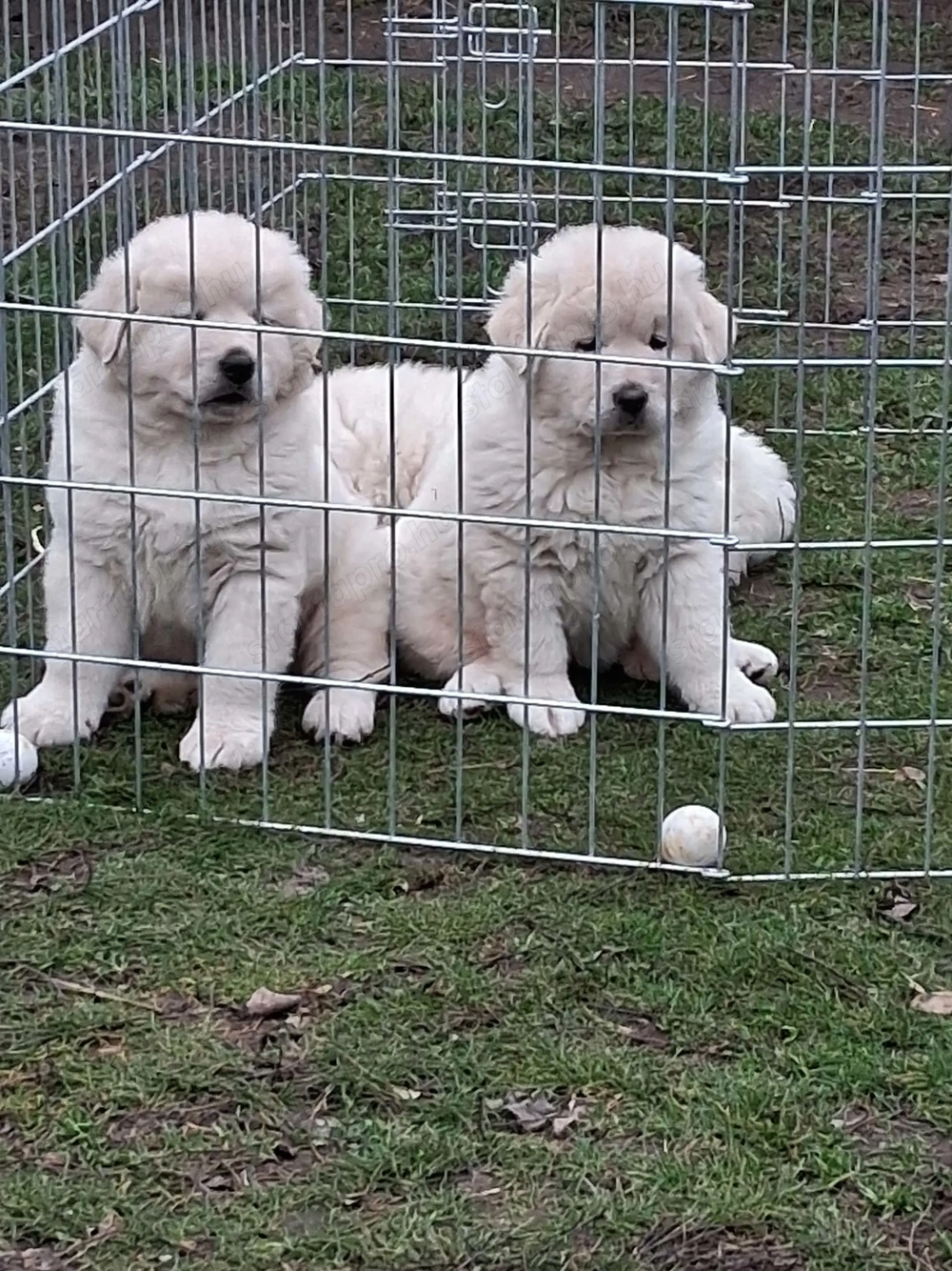 A képeken látható kaukázusi kölykök eladók.