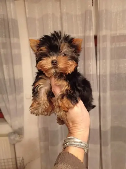 Csodaszép minike yorkshire terrier ( yorki) babák