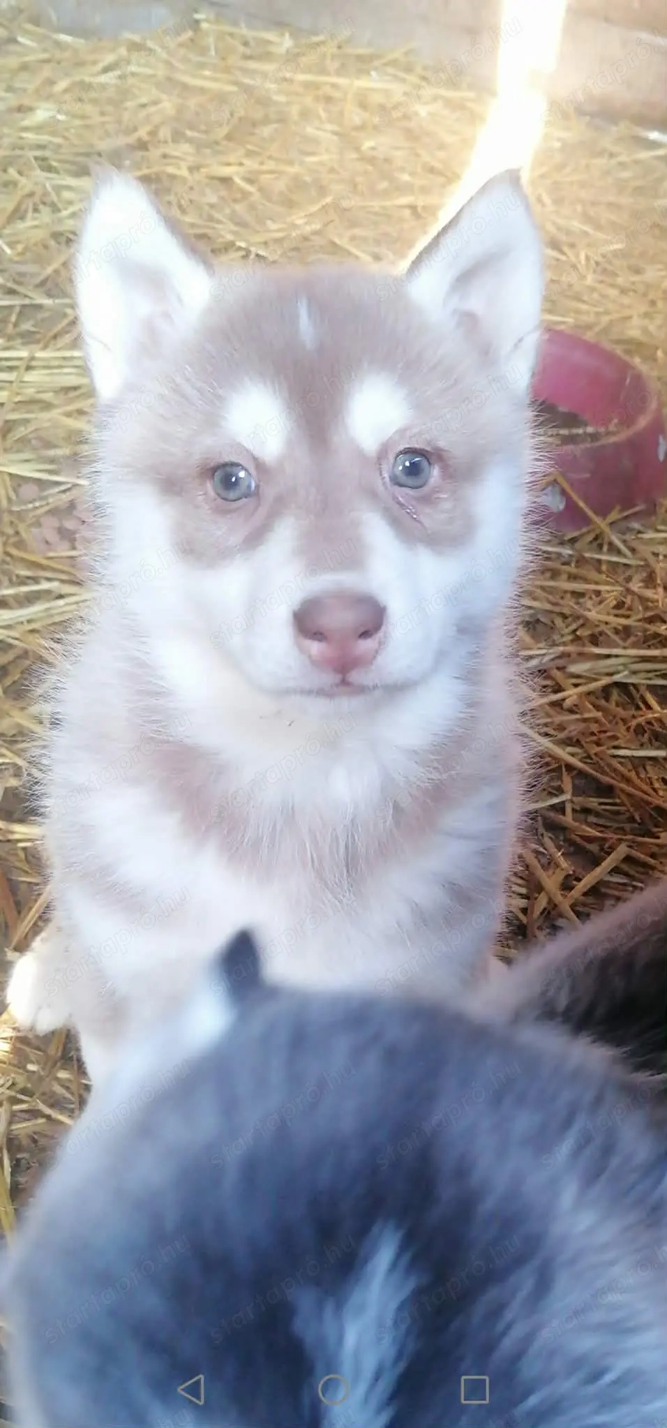 Husky kiskutyák új gazdit keresnek 