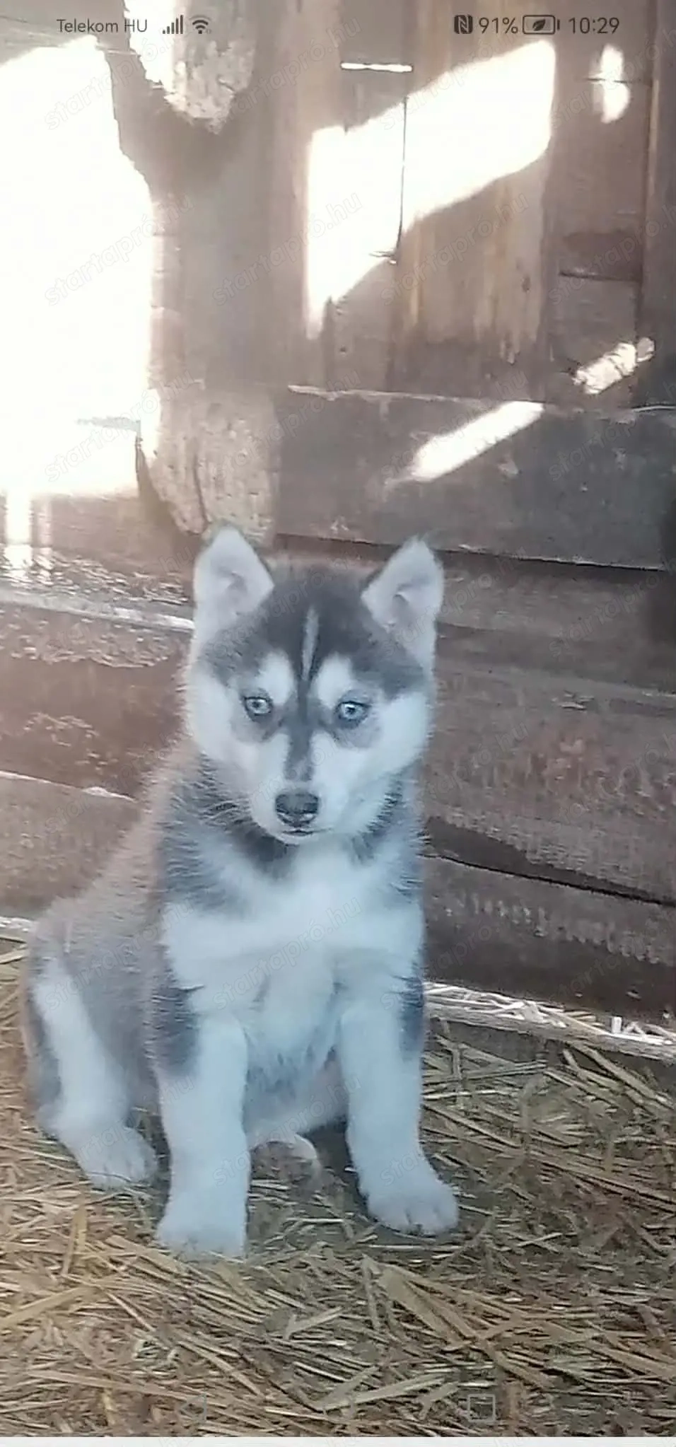 7 hetes fajtatiszta husky kiskutyák új gazdit keresnek 