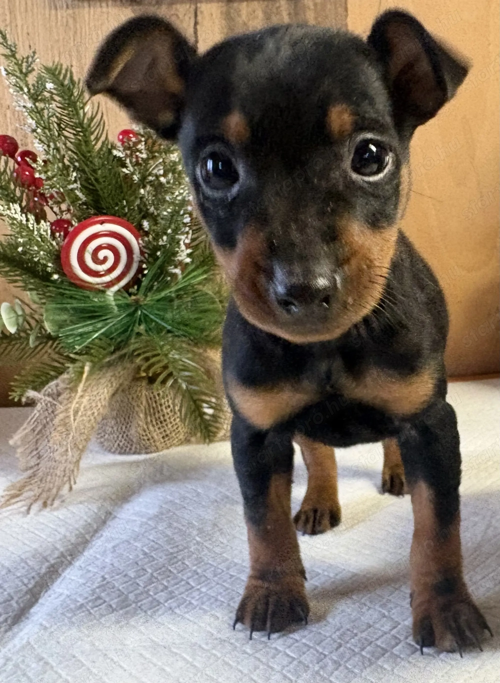 Törpe pincser kiskutyák