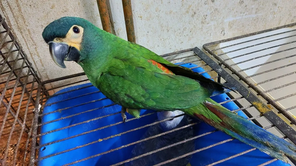 Vöröshátú Arák 2025-Ös Fiókak Kézzel Nevelt Szelíd