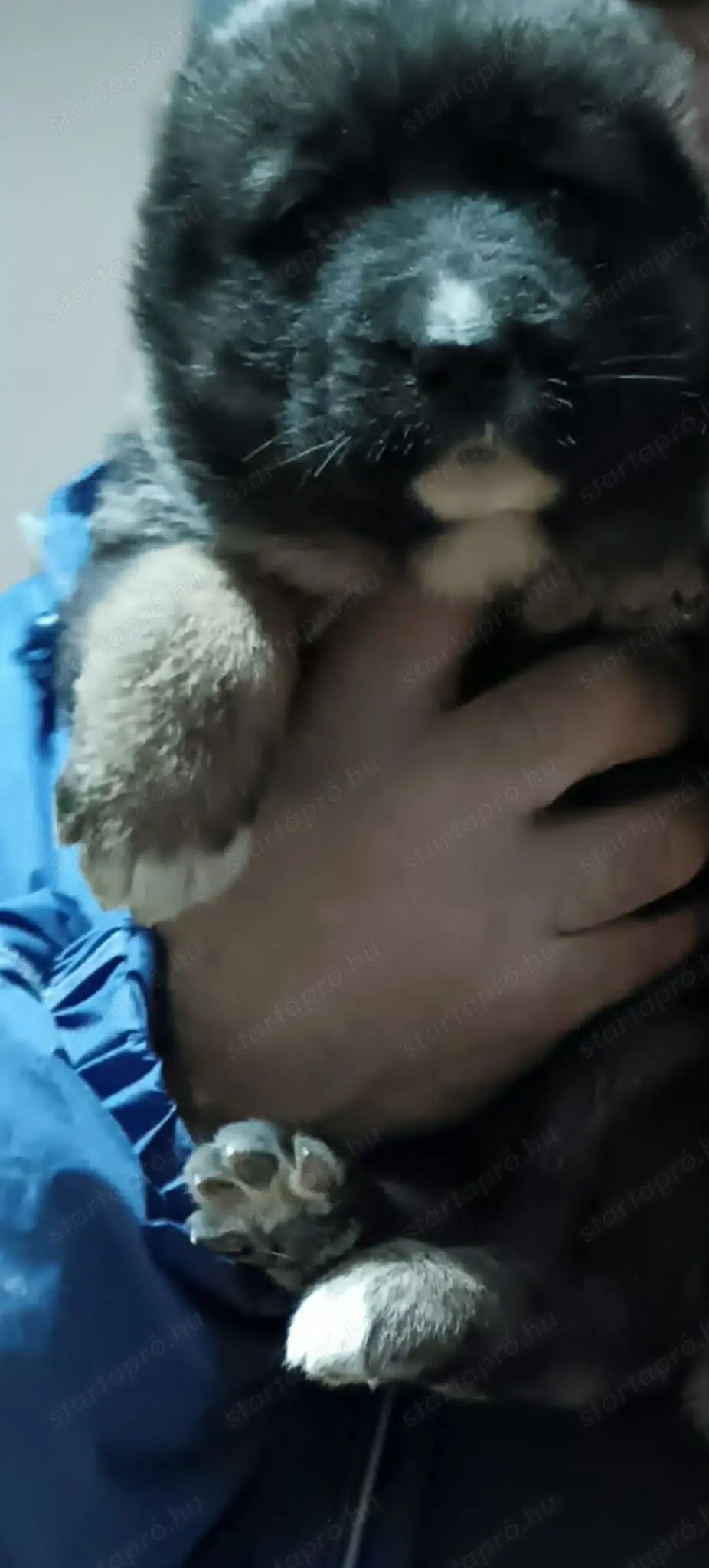 Elado kaukazusi kölykök 