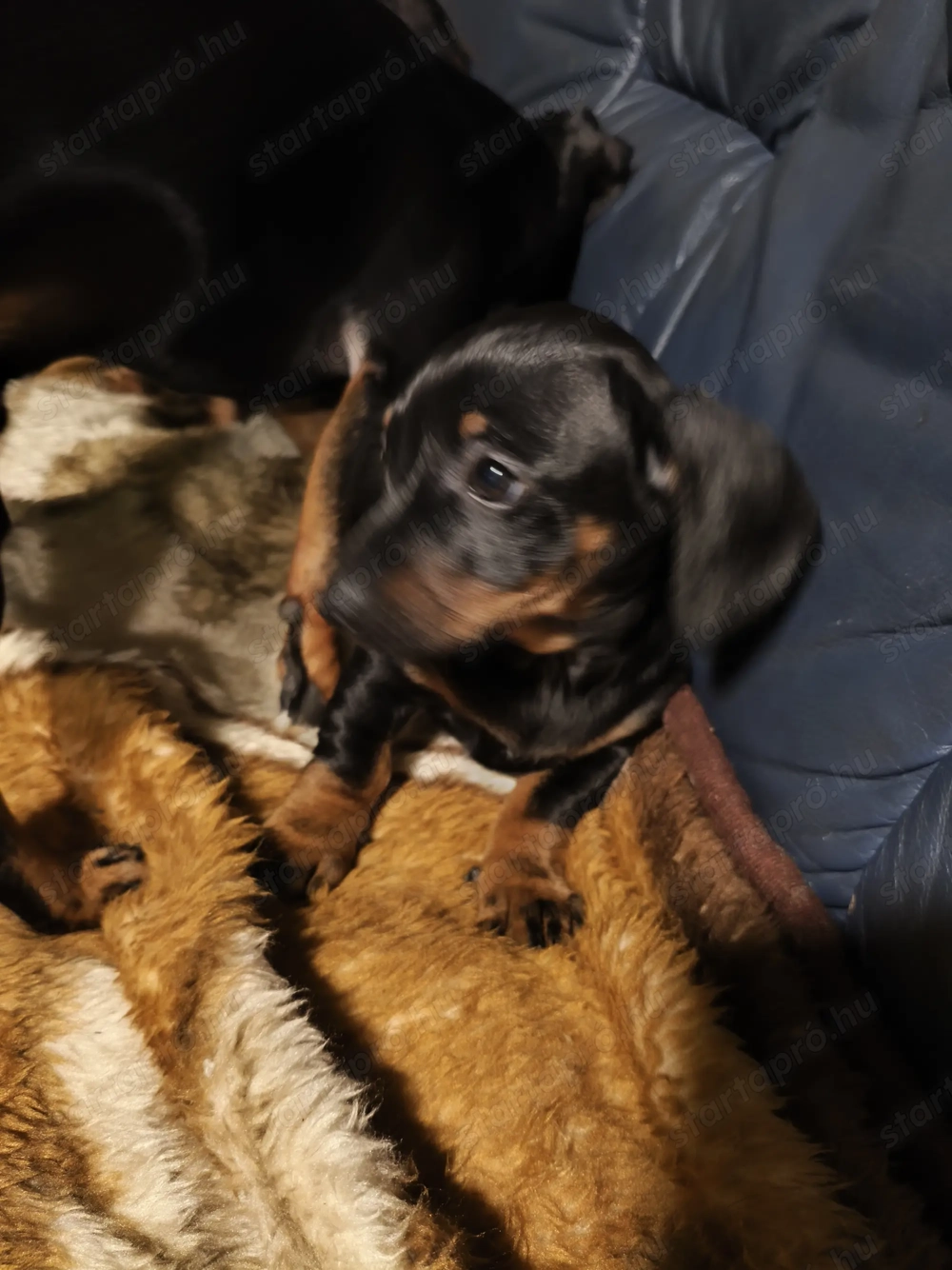 Tacsi keverék eladó