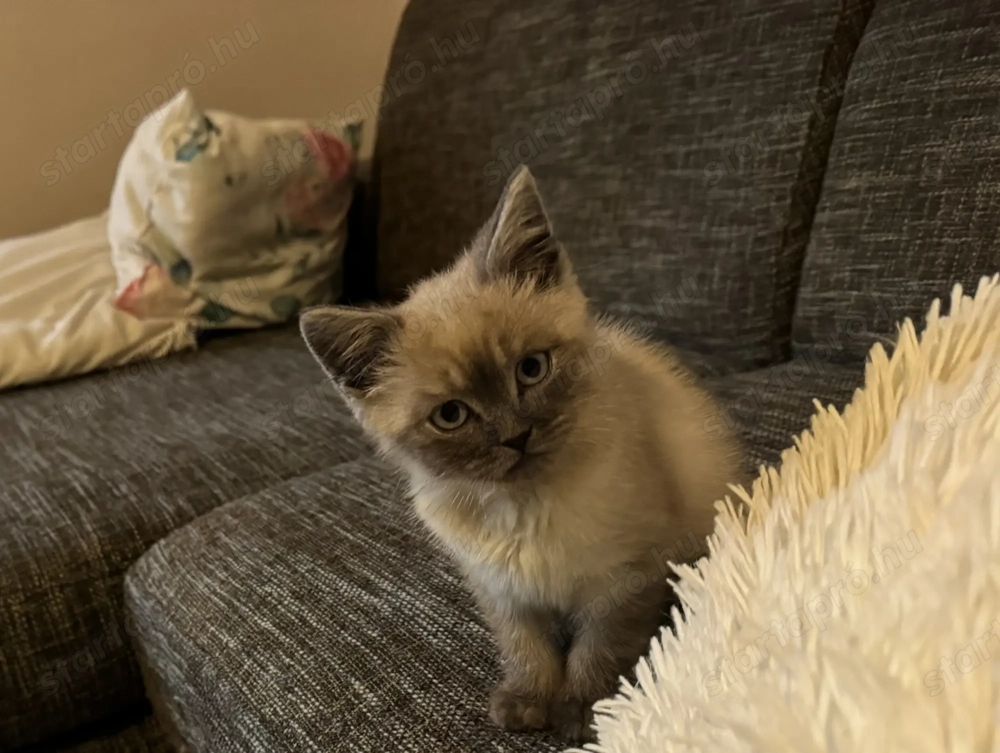 Brit fiú cica gazdira vár