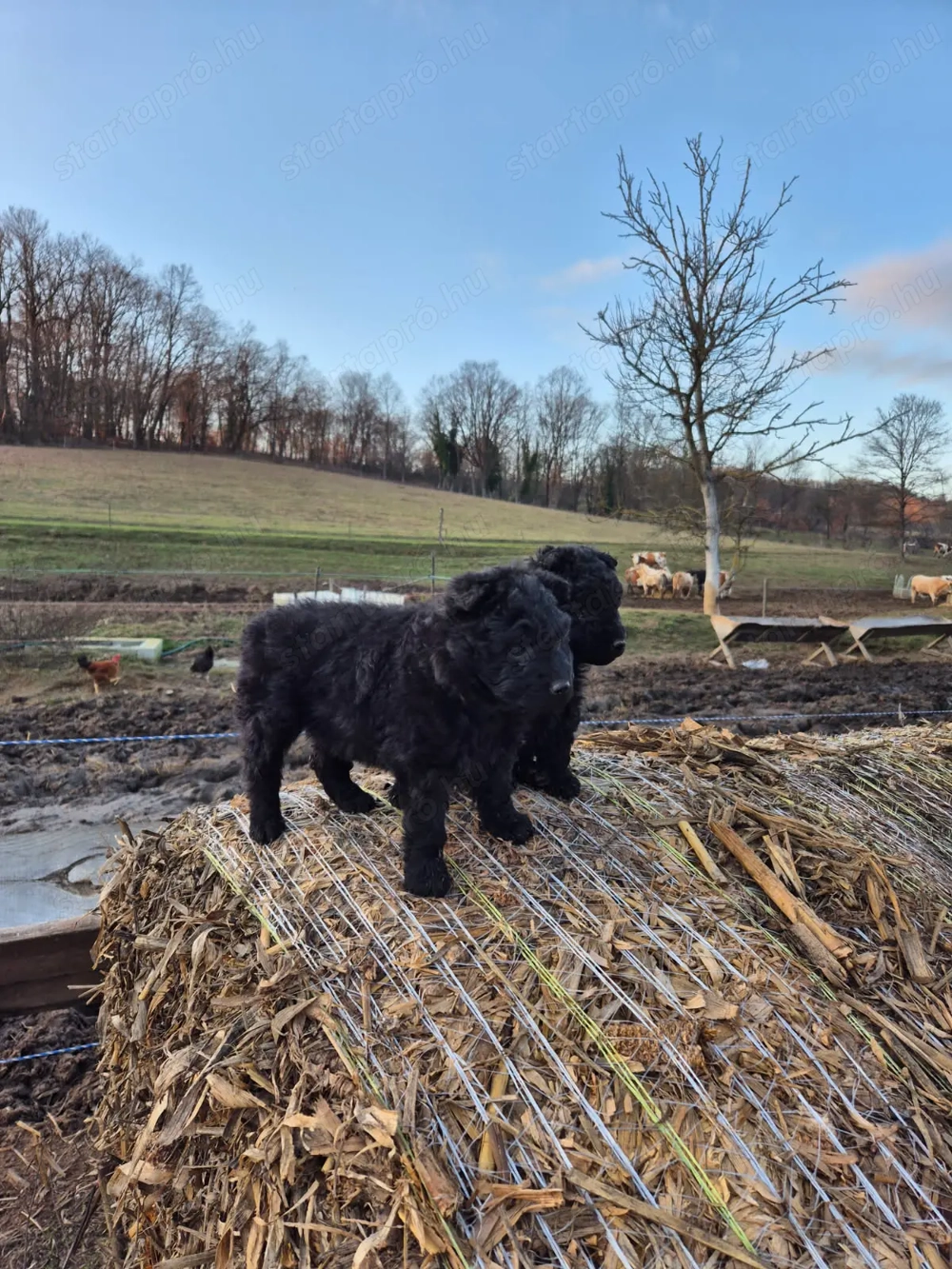 Mudi kiskutyák eladók