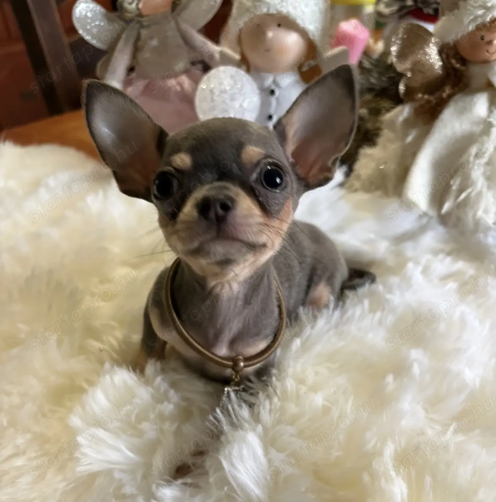 Gyönyörű nagyon mini 3 honapos Csivava kisfiú kék színben 