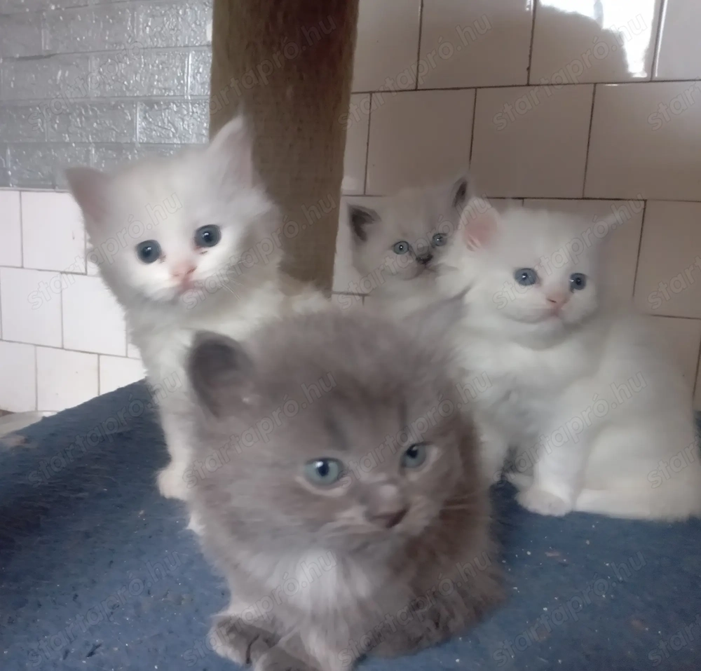 Eladók ragdoll jellegű cicák. 