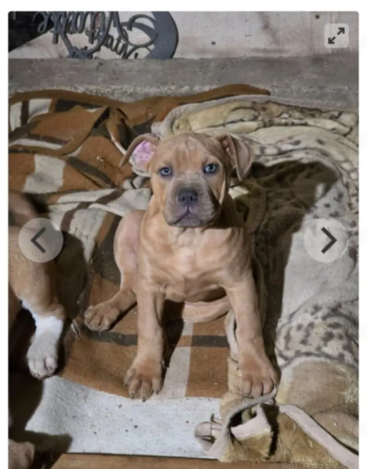 Fajta tiszta Amerikai bully