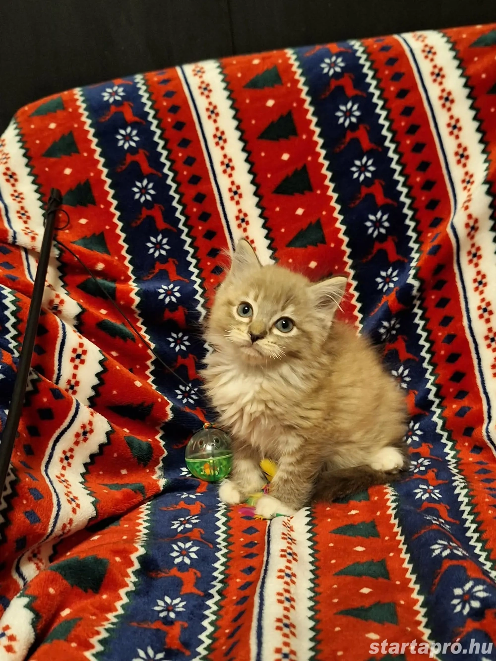 10 hetes szines ragdoll kis kandúr eladó