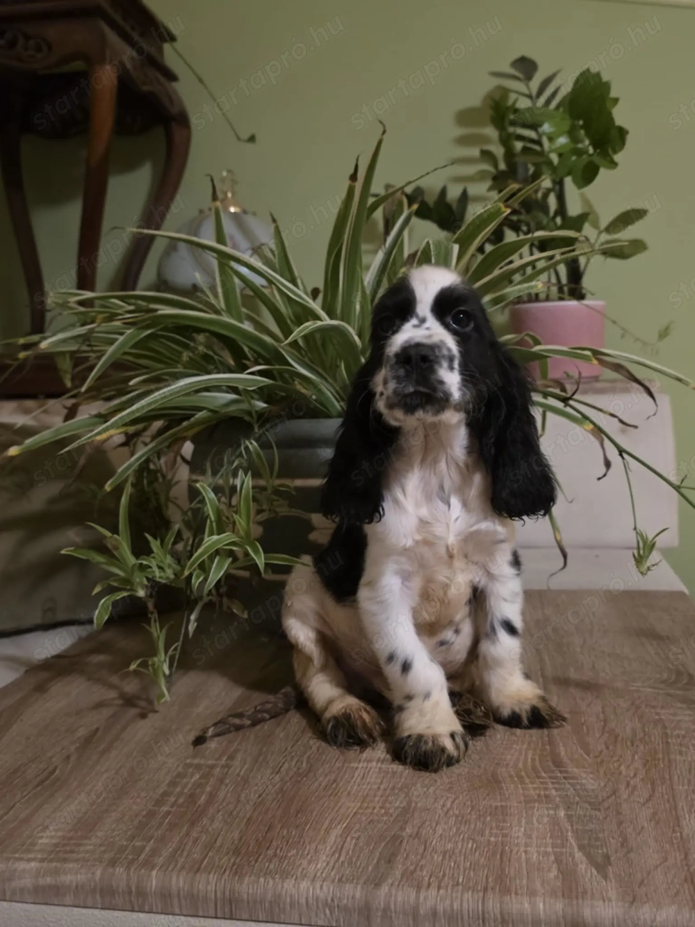 Angol cocker spaniel 