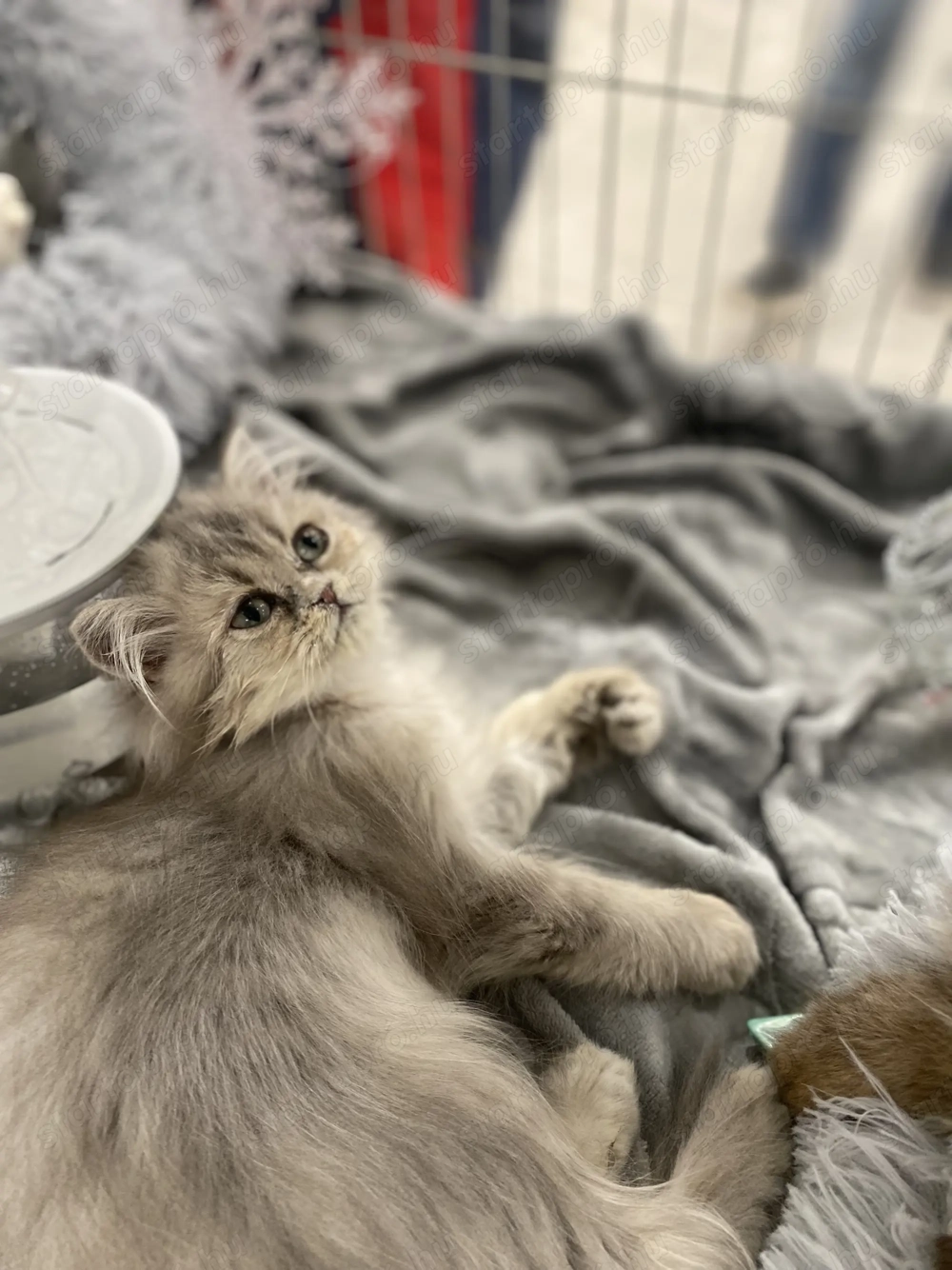 Csincsilla Perzsa cica,macska