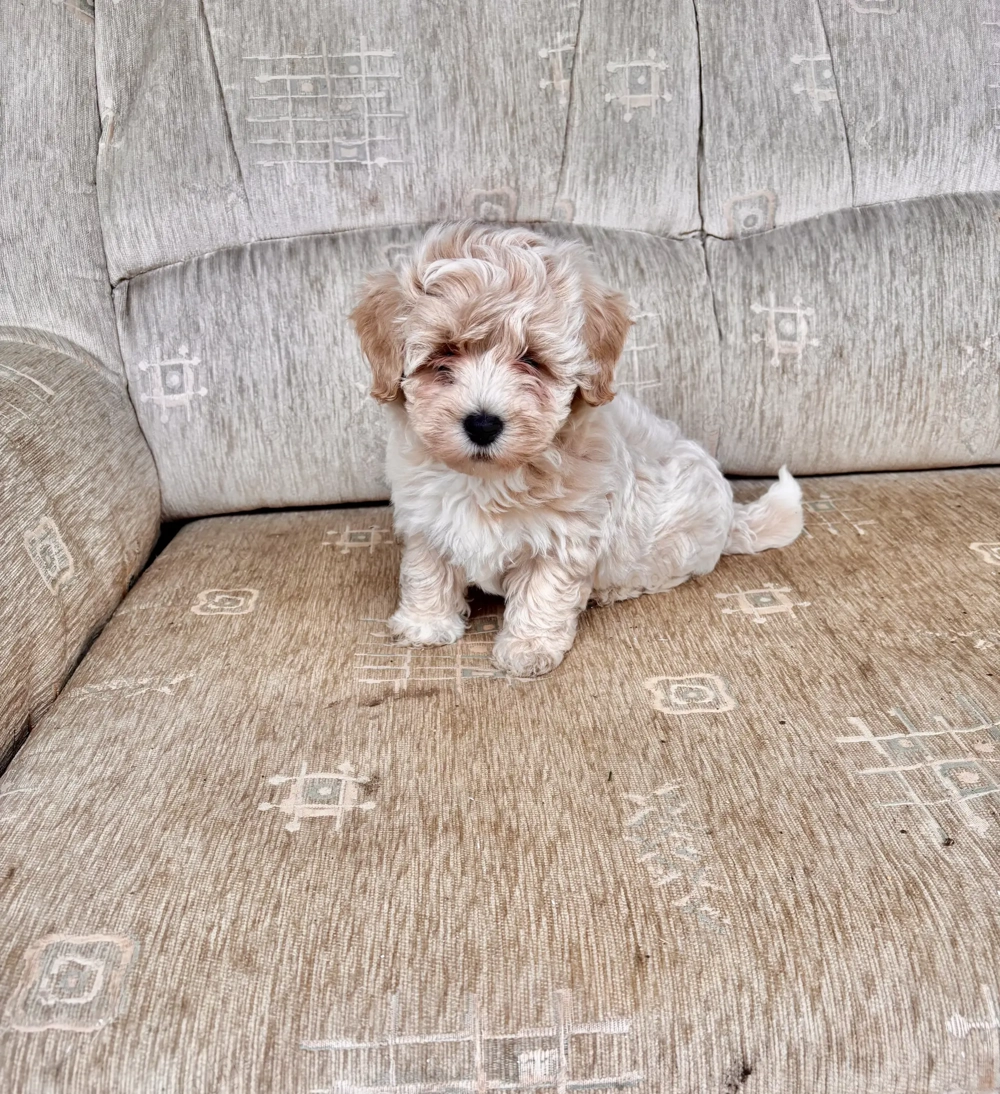 Maltipoo Törpe Fiúk eladók