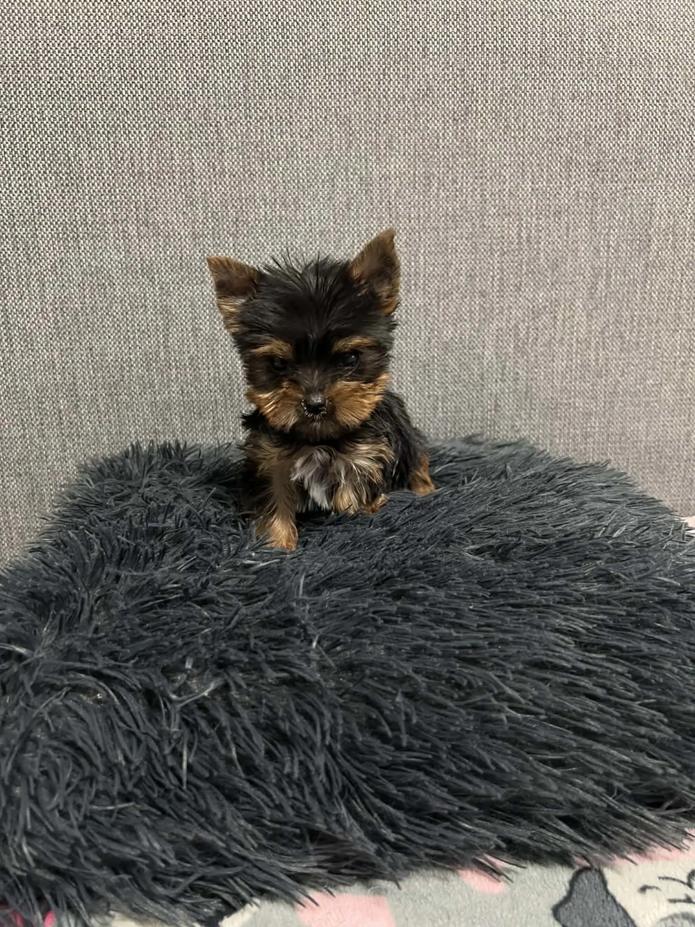 Extra mini yorki kisfiú