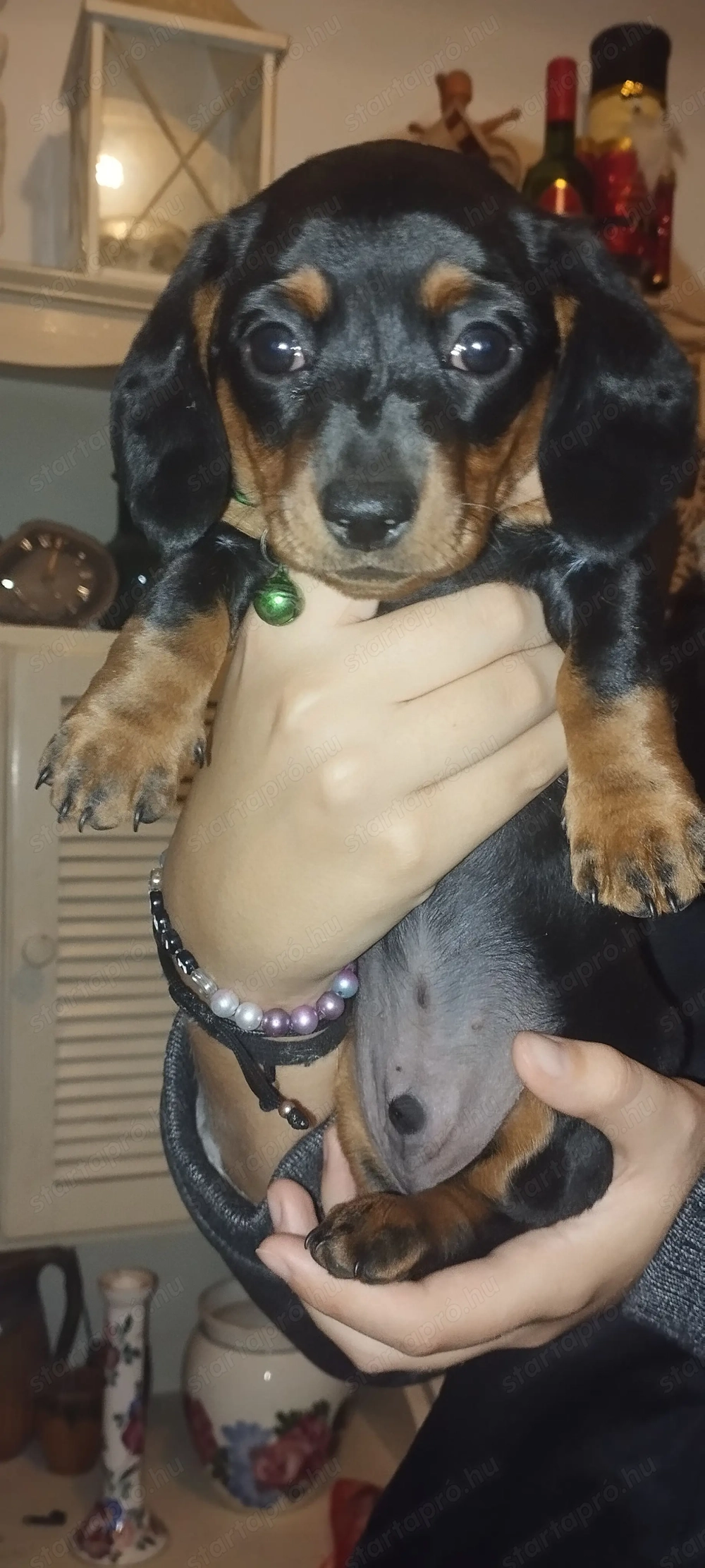 Fajta jellegű törpe tacskó