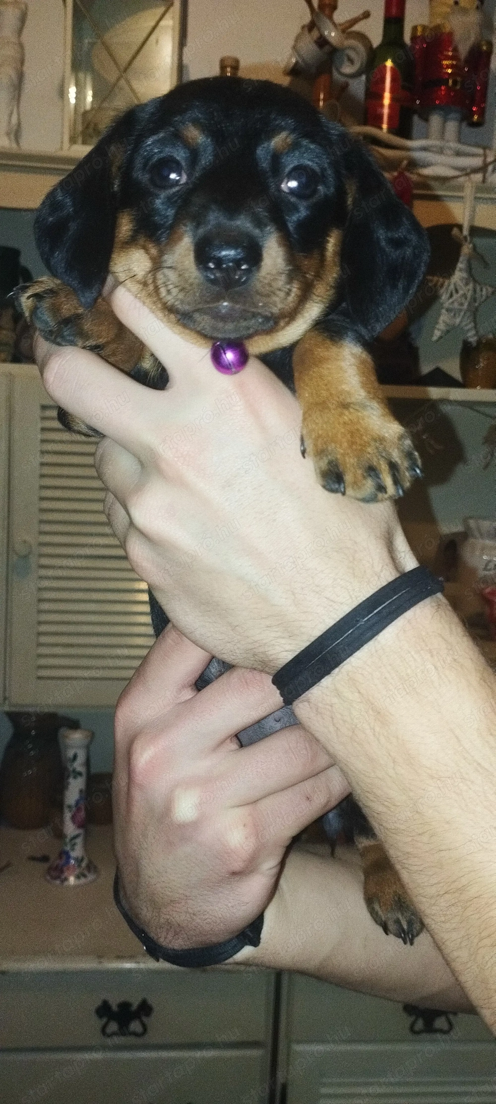 Törpe tacskó kiskutyák