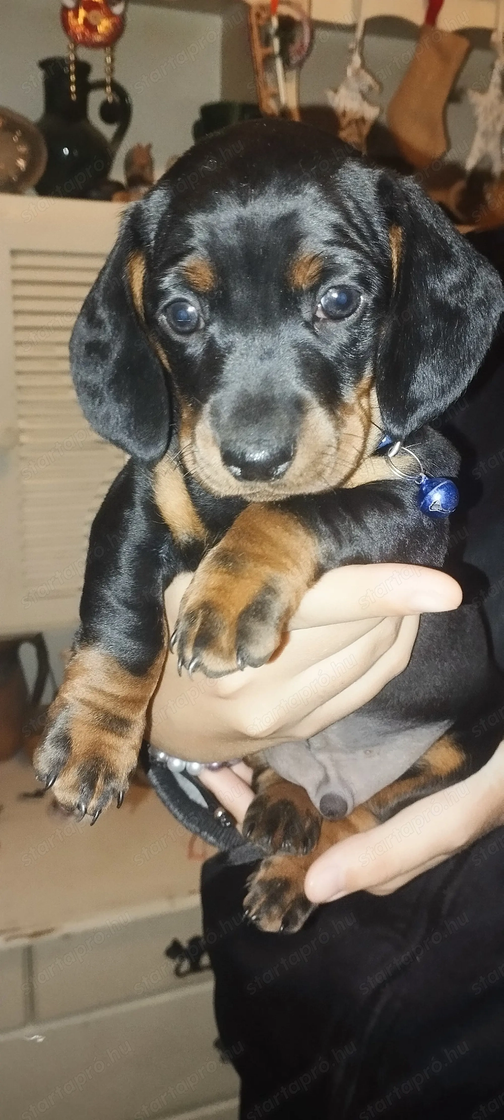 Fajta jellegű törpe tacskó