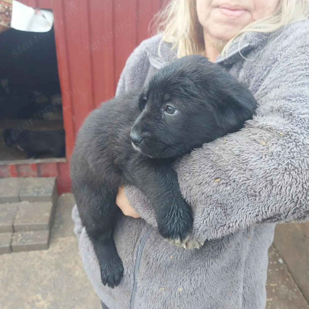 Közép-ázsiai juhász kiskutyák. 