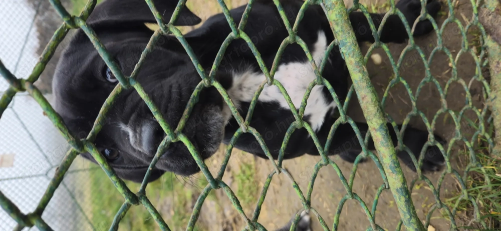 Cane corso kutyus törzskönyves szülőktöl 