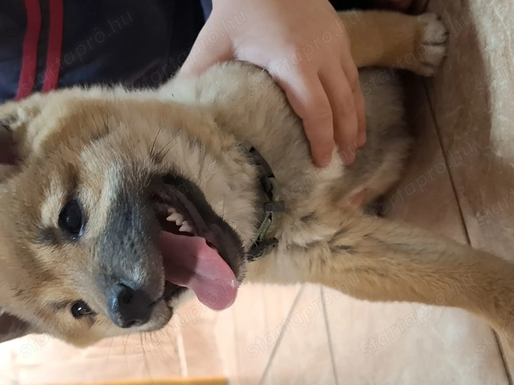 Shiba inu kislány