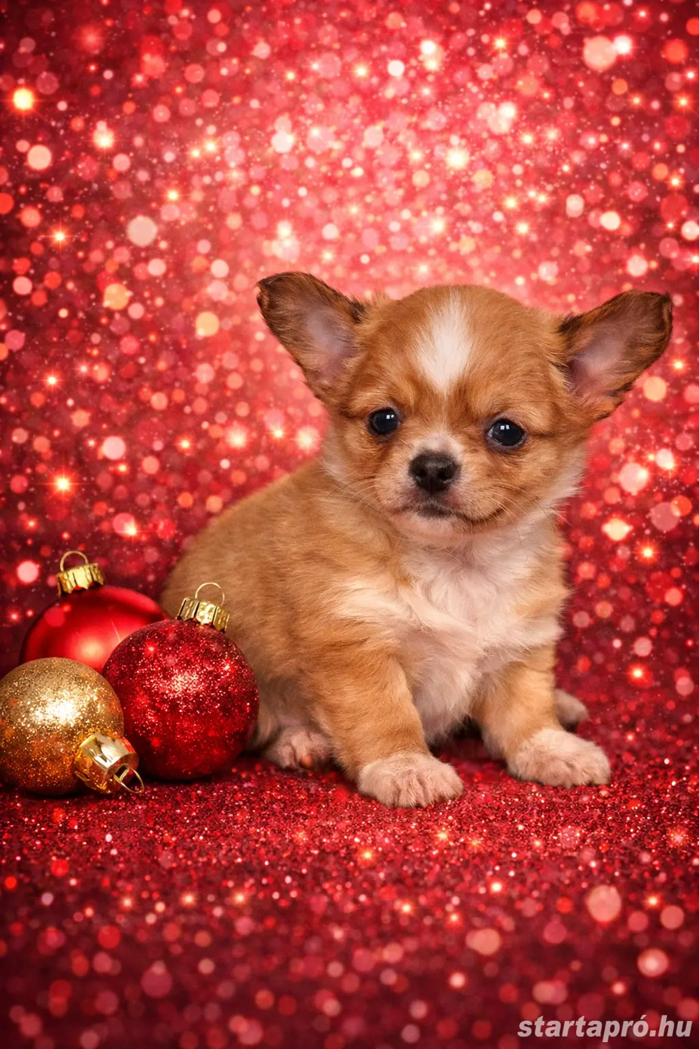 Pihe a csodaszép hosszú szörű csivava chihuahua kisfiú