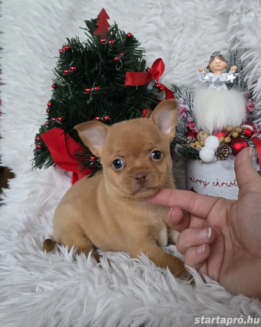 Csivava chihuahua kisfiú törzskönyvvel szerzödéssel