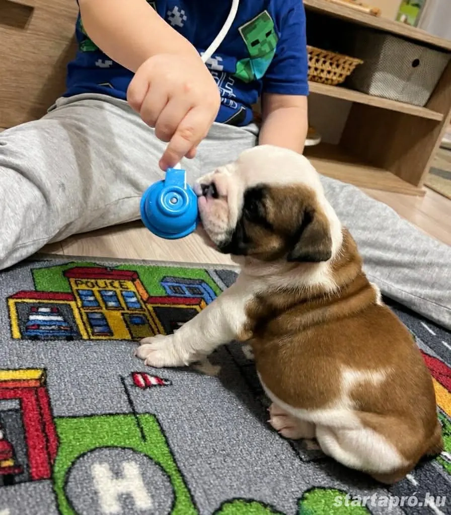 Angol Bulldog kiskutyák