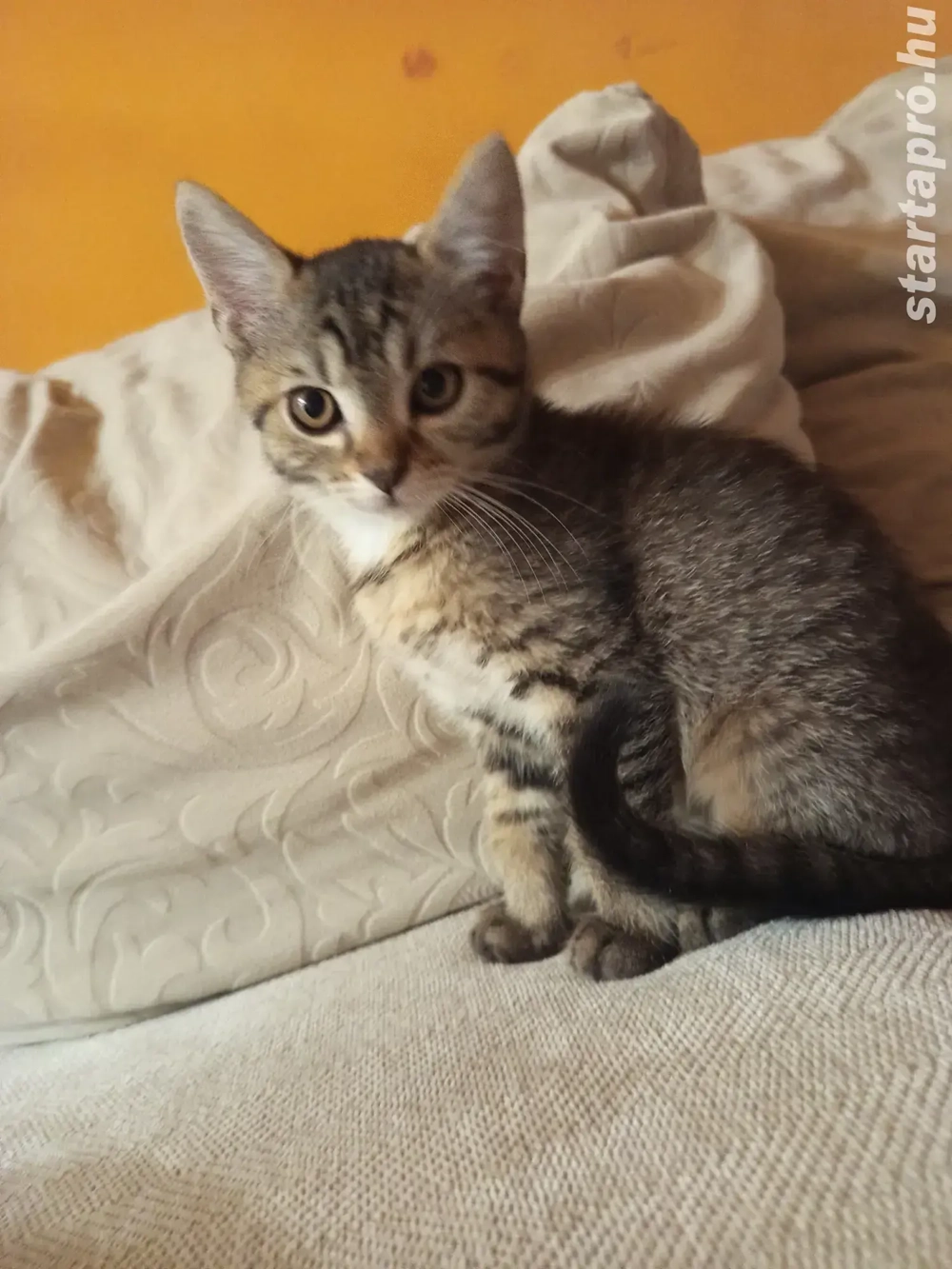 Perzsa anyától barna kandúr kiscica