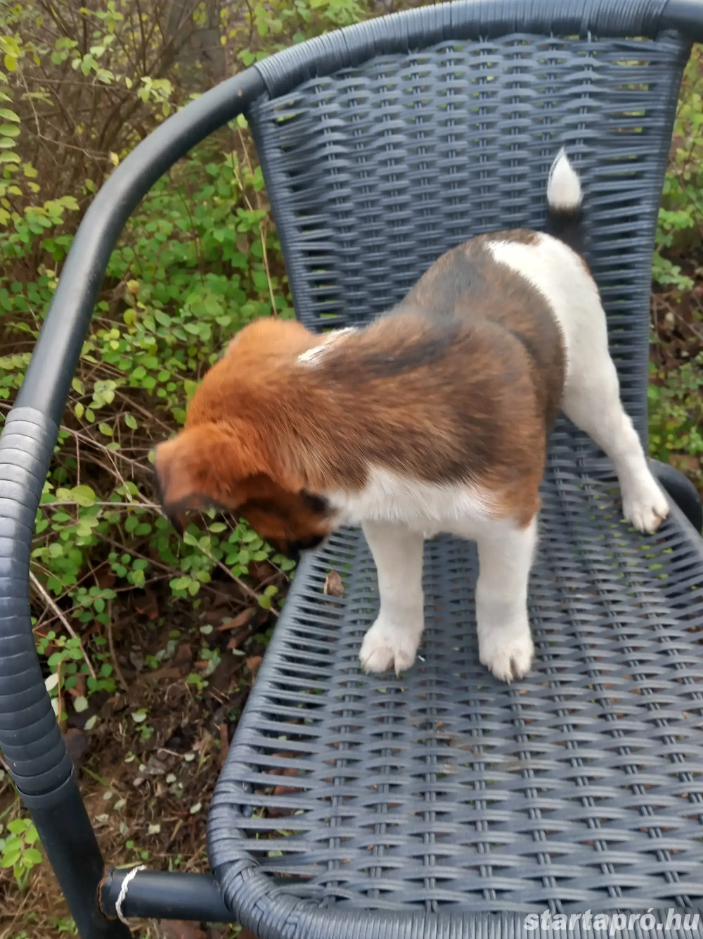 eladó fajtatiszta kis foxi szuka