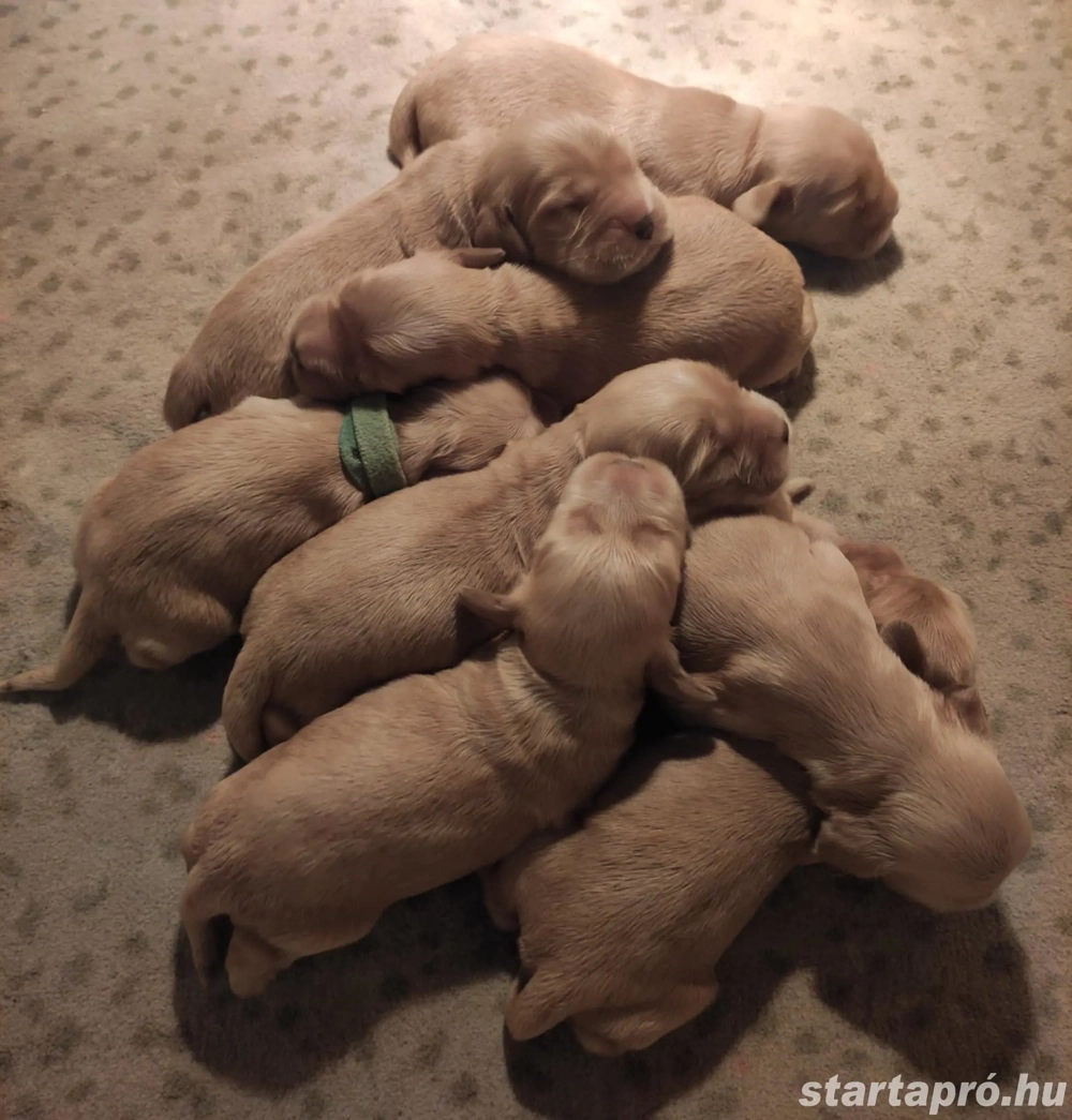 Angol Cocker Spániel kölykök eladók!