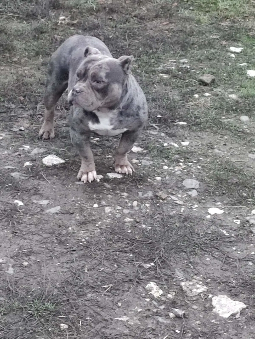 American bully fajtatiszta jellegű 