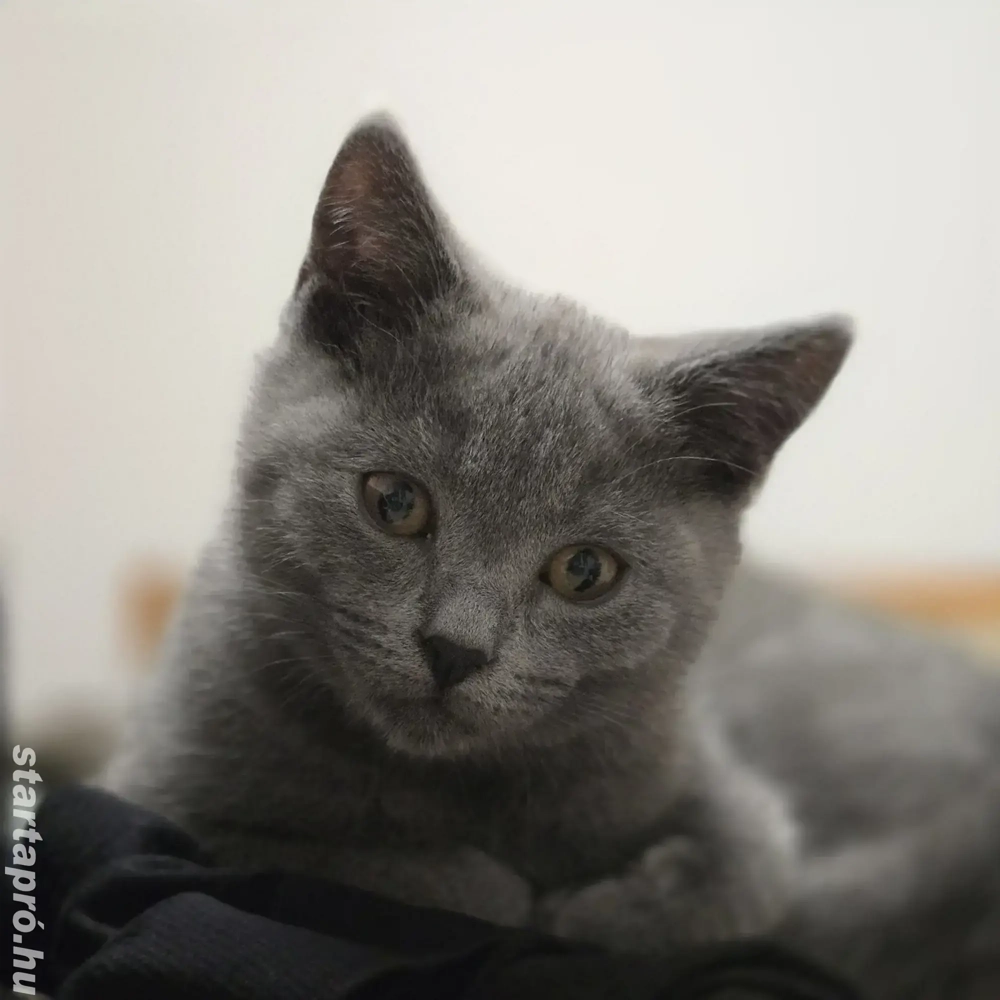 Brit rövidszőrű kék cica eladó