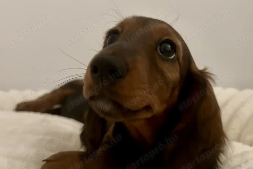 Hosszúszőrű tacskó l